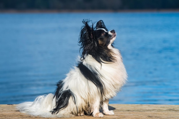 Papillon chien manteau blanc et bringé au bord de la mer