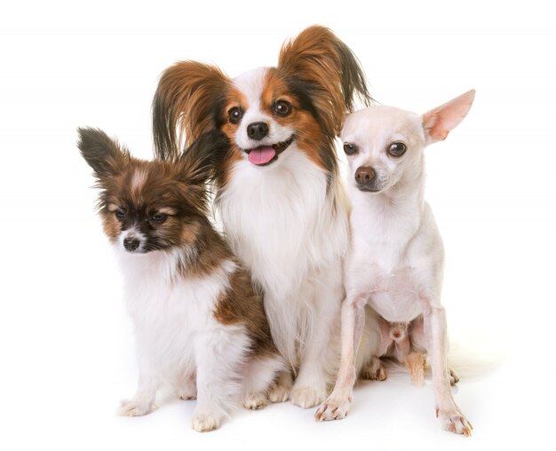 papillon chiens et chihuahua