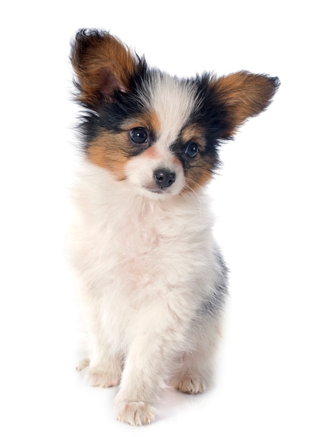 papillon chiot