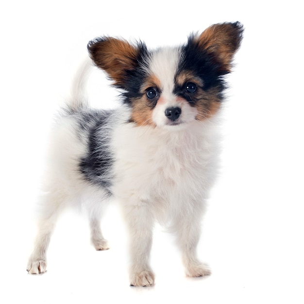 papillon chiot