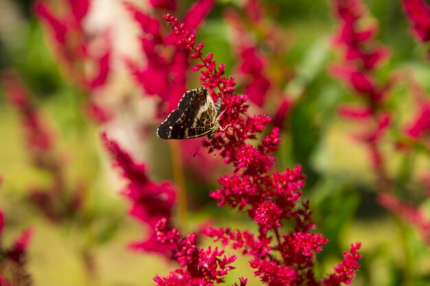 Un papillon en chocolat est posé sur une fleur. Recueille le nectar