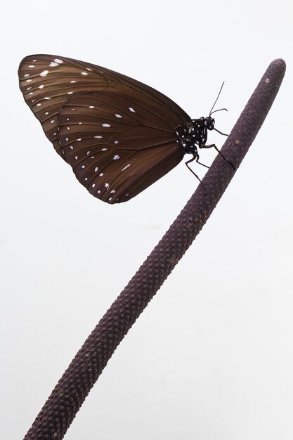 Photo papillon chrysalis suspendu à une fleur