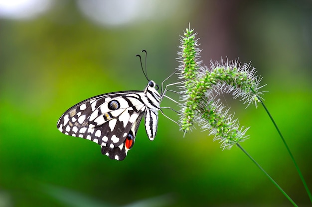 Papillon citron citron vert et machaon à carreaux papillon posé sur les plantes à fleurs