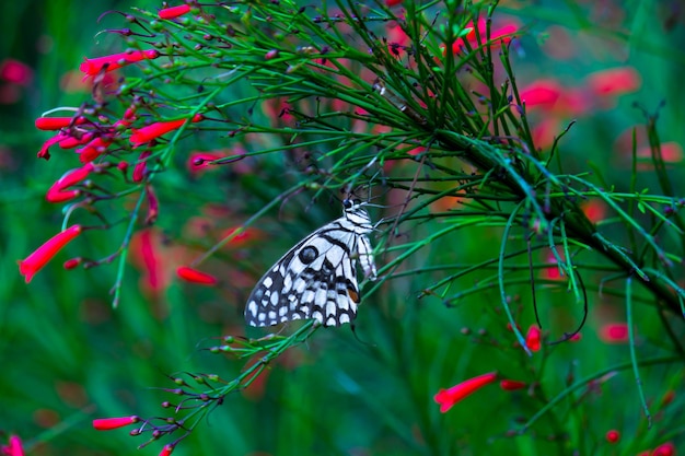 Papillon citron citron vert et machaon à carreaux papillon posé sur les plantes à fleurs