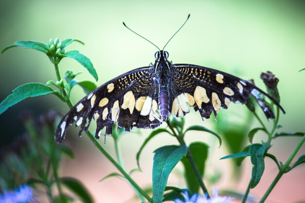 Papillon citron citron vert machaon et machaon à carreaux accroché sur les plantes à fleurs