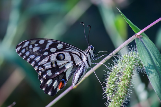 Papillon citron vert commun dans son habitat naturel