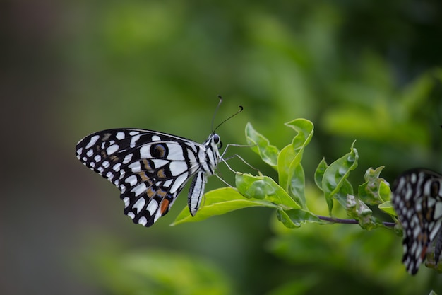 Papillon citron vert sur les feuilles