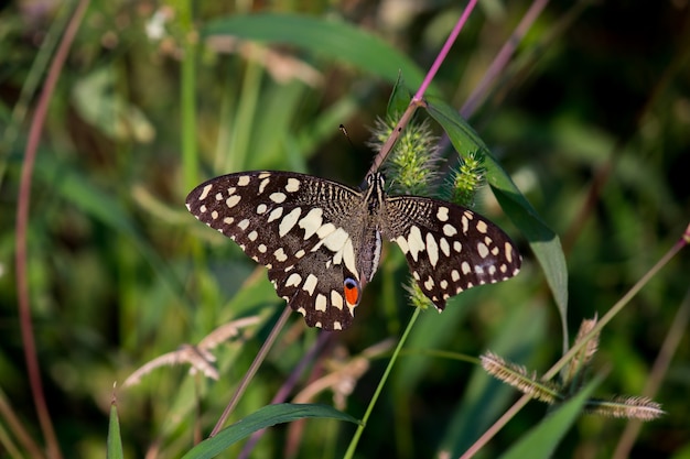 Papillon citron vert