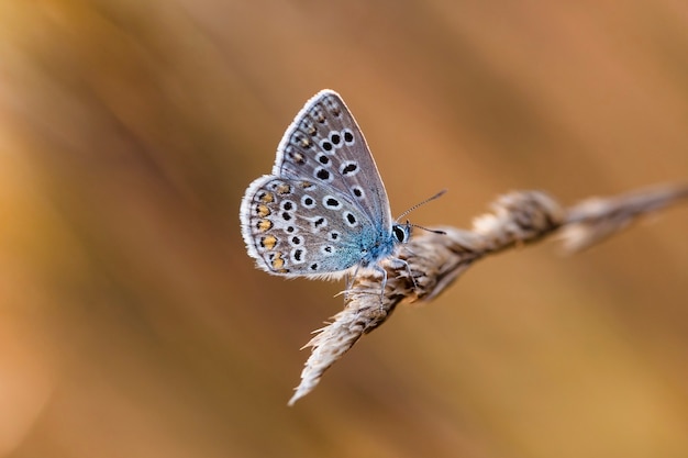 Papillon Coenonympha sur le terrain dans un habitat indigène