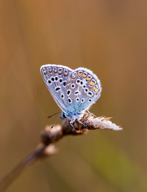 Papillon Coenonympha sur le terrain dans un habitat indigène