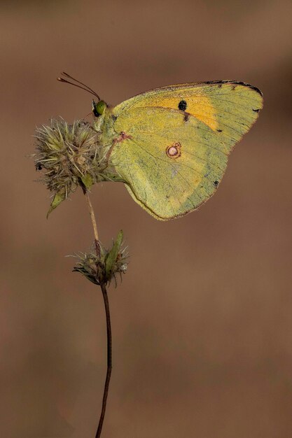 Le papillon colias croceus est une espèce de la famille des pieridae