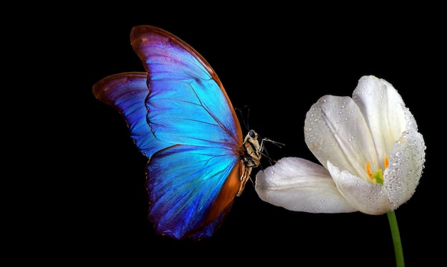 un papillon avec une coloration bleue et rouge sur ses ailes