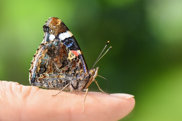 Papillon coloré brillant dans les ailes sur un doigt humain sur un fond vert