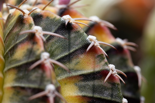 Papillon coloré close up skin Gymnocalycium Cactus.