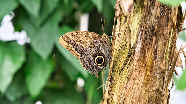 Papillon coloré sur une fleur de feuille motif détaillé élégant et délicat d'ailes