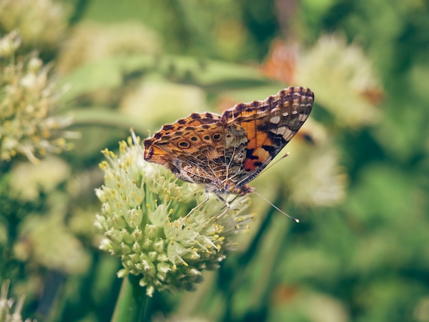 Papillon coloré sur une fleur.