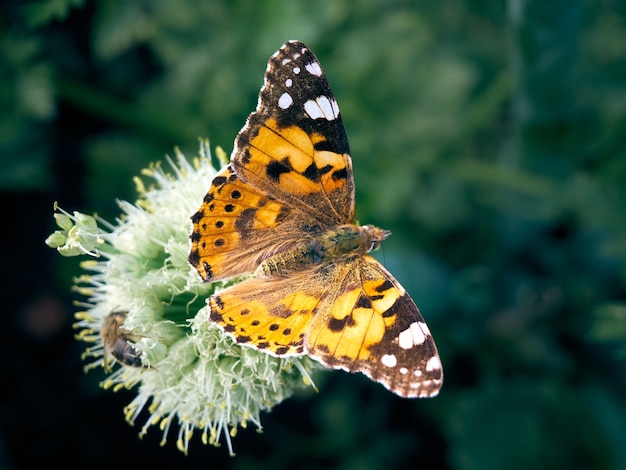 Papillon coloré sur une fleur.