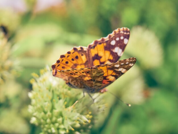 Papillon coloré sur une fleur.