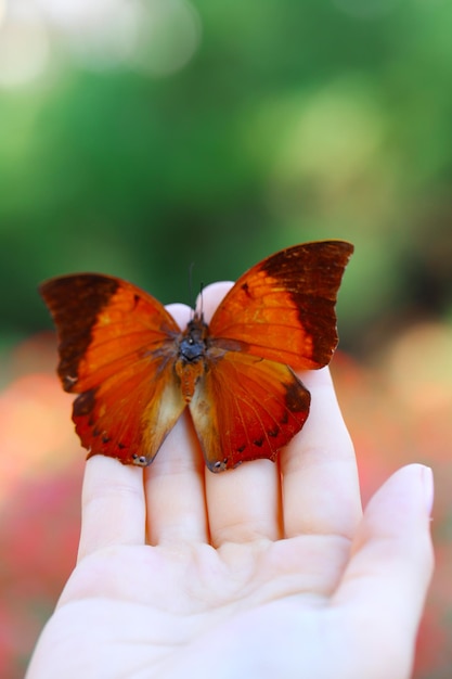 Papillon coloré en gros plan de la main féminine