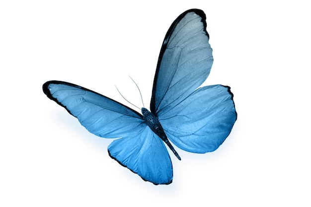 Papillon coloré isolé sur fond blanc. photo de haute qualité