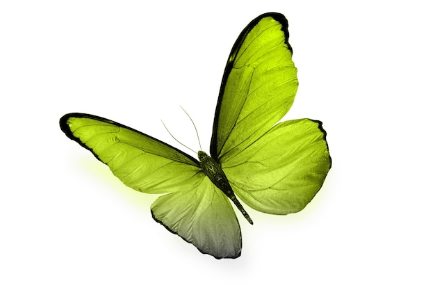Papillon coloré isolé sur fond blanc. photo de haute qualité
