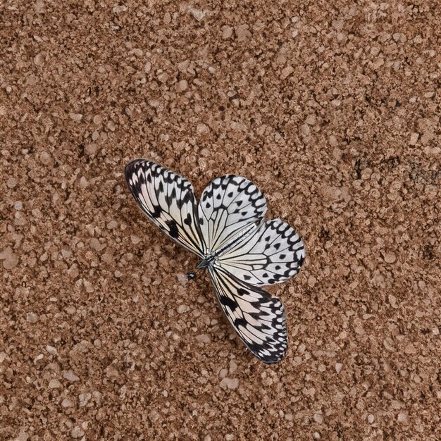 Papillon coloré isolé sur fond blanc