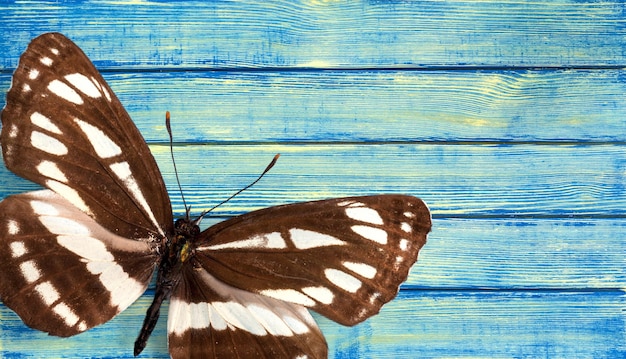 Papillon coloré isolé sur fond