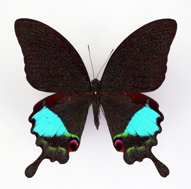 Papillon coloré Papilio karna avec de grandes taches turquoises isolées sur macro blanche. Papilionidés.