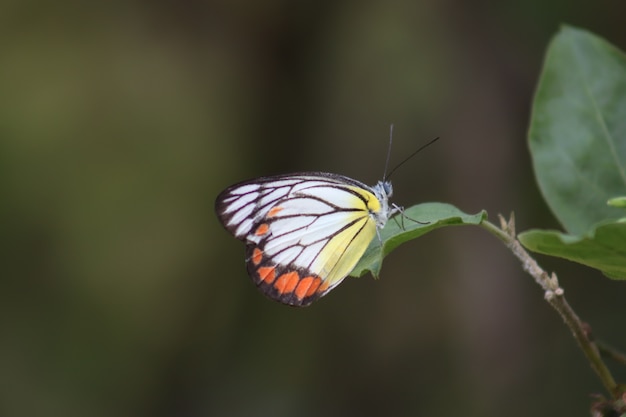 Papillon coloré perché sur le congé