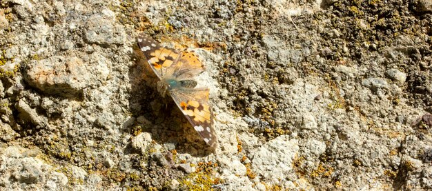 Papillon coloré sur pierre