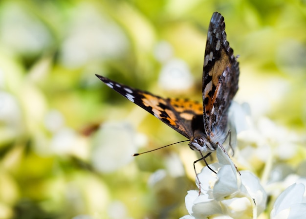 Papillon coloré se nourrissant d'une fleur de jasmin