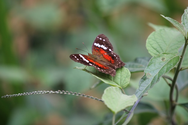 Papillon coloré