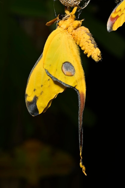 Papillon comète ou lune Argema mittrei originaire des forêts de Madagascar