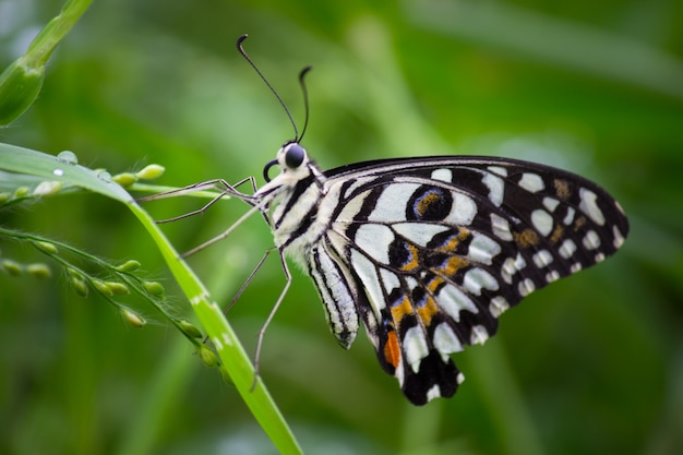 Le papillon commun de la chaux