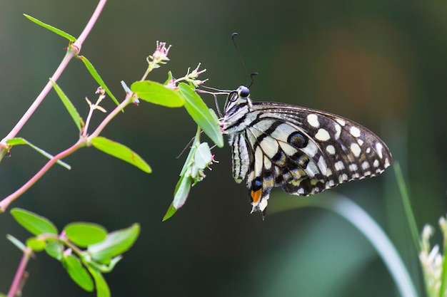 Le papillon commun de la chaux