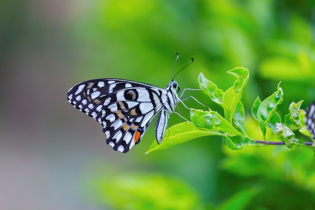 Le papillon commun de la chaux