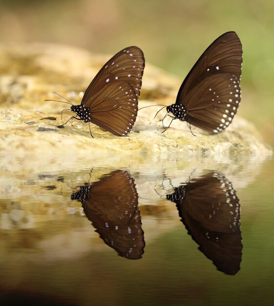 Papillon commun des corbeaux indiens (Euploea core Lucus) avec réflexion de l&#39;eau