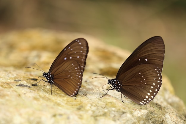 Papillon commun des corbeaux indiens (Euploea core Lucus)