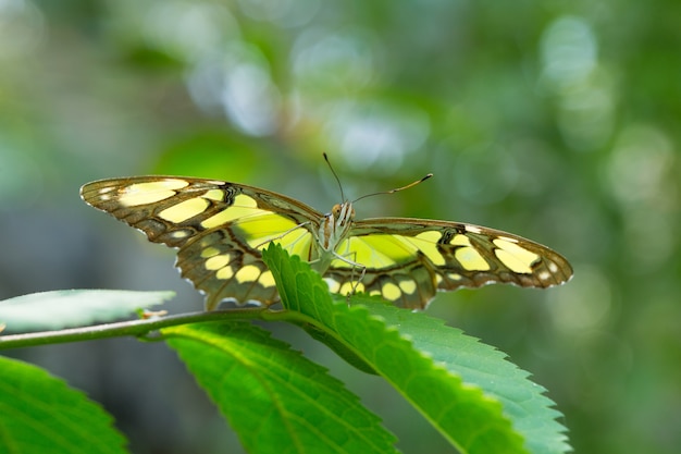 Papillon en congé