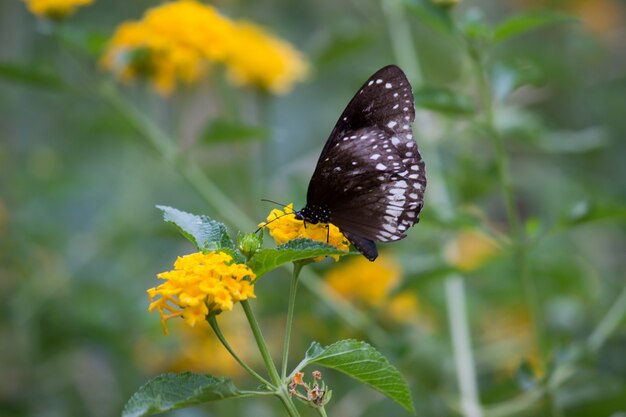 Papillon corbeau sur la fleur