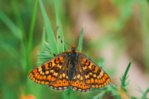 Papillon de couleur perché sur une feuille verte avec l'arrière-plan flou. Mise au point sélective sur la photographie macro.