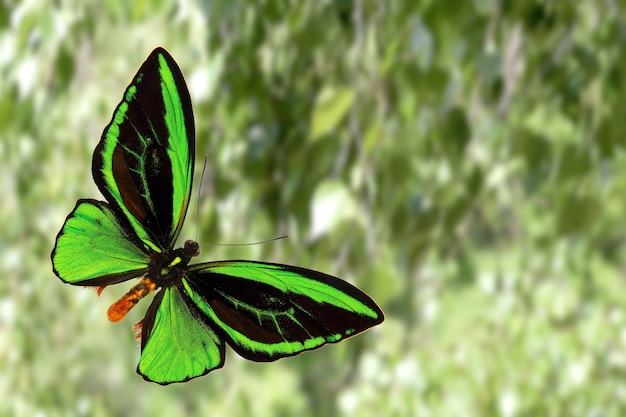 Photo papillon de couleur tropicale sur fond de nature. papillon coloré. photo de haute qualité