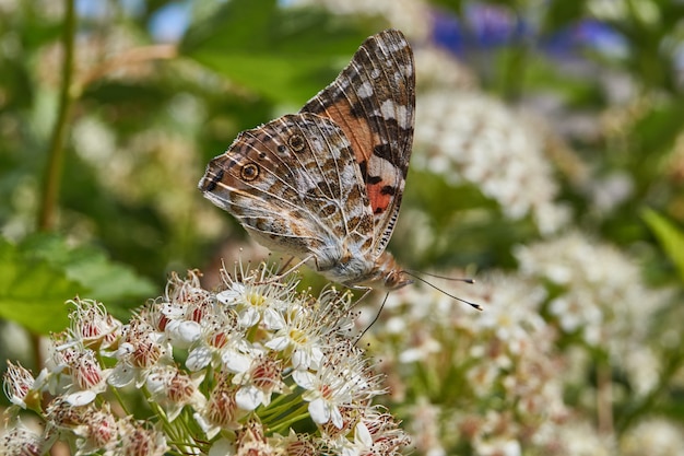 Papillon Dame peinte (lat. Vanessa cardui) sur une inflorescence de spirée.