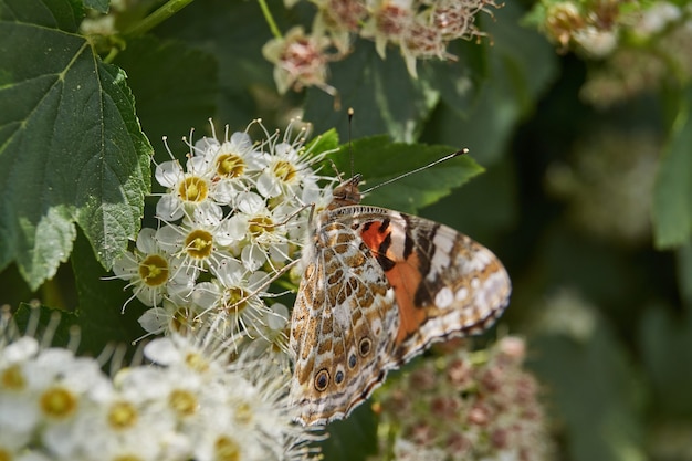 Papillon Dame peinte (lat. Vanessa cardui) sur une inflorescence de spirée.