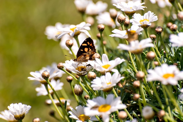 Papillon dans un champ de marguerites