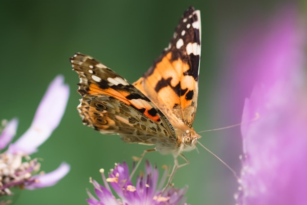 Papillon dans un habitat naturel vertPapillon dans un habitat naturel vert