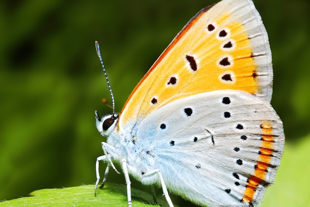 Papillon dans la nature, gros plan macro