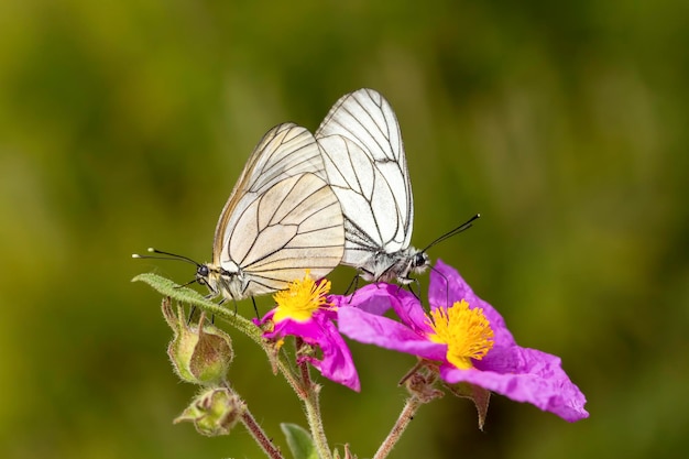 Papillon dans la nature