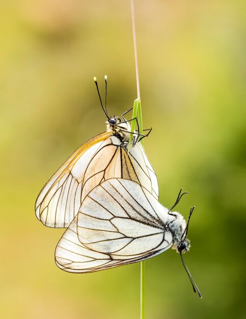 Papillon dans la nature