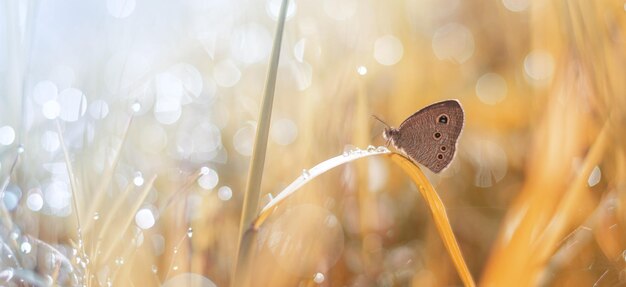 Papillon dans le pré avec scène d'automne